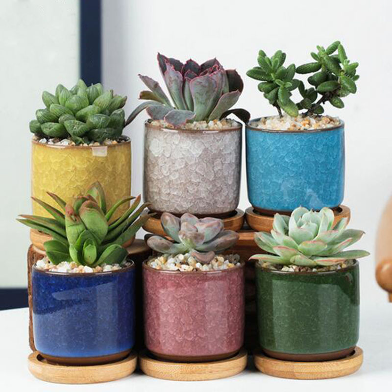 Echeveria Succulent - 6 ชิ้น/เซ็ตเซรามิคชุดกระถางดอกไม้ MINI Thumb Succulent Plant