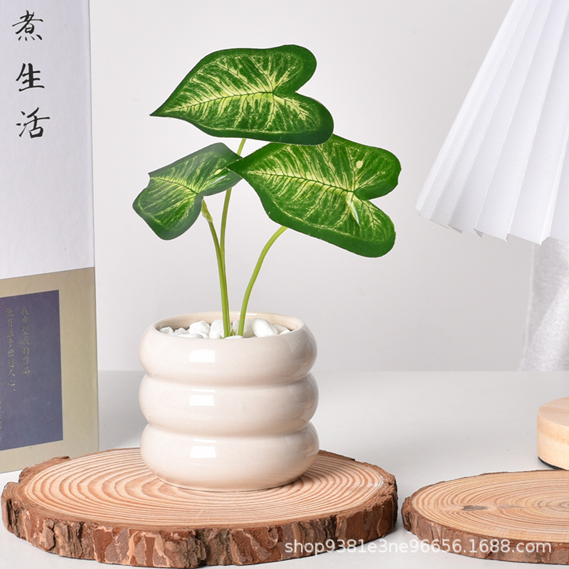 กระถางต้นไม้เซรามิกแบบรดน้ำเอง - Echeveria Succulent บทวิจารณ์และราคา
